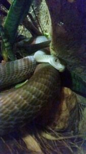 Black Mamba Desert Dome Henry Doorly Zoo Omaha NE