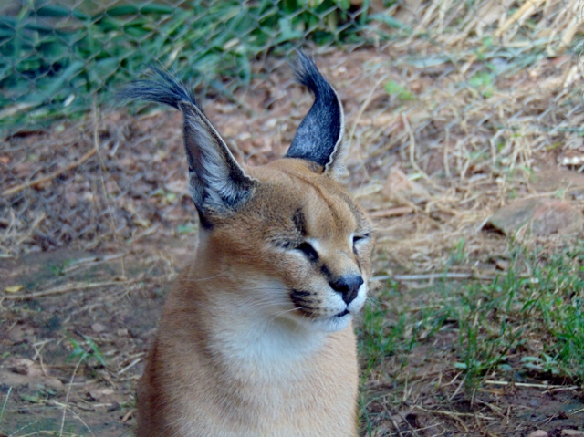 高品質 カラカル（Caracal）の全身剥製 A　※CITES・登録票付 Caracal Oklahoma City Zoo - The Zoo Review
