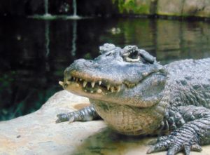 Chinese Alligator Sedgwick County Zoo Wichita KS