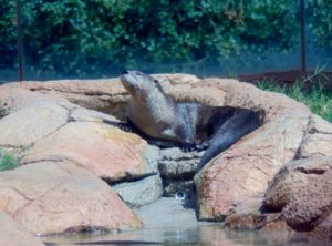 North American River Otter Oklahoma Trails Oklahoma City Zoo