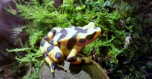 Panamanian Golden Frog Fort Worth Zoo