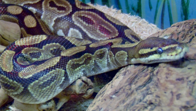 Python Toronto Zoo Python Topeka Zoo - The Zoo Review