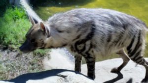 Striped Hyena Fort Worht Zoo
