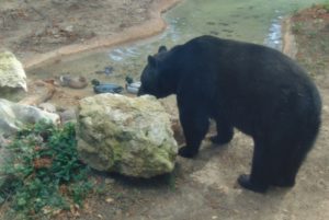 North American Black Bear Piney Woods & Swamps Fort Worth Zoo